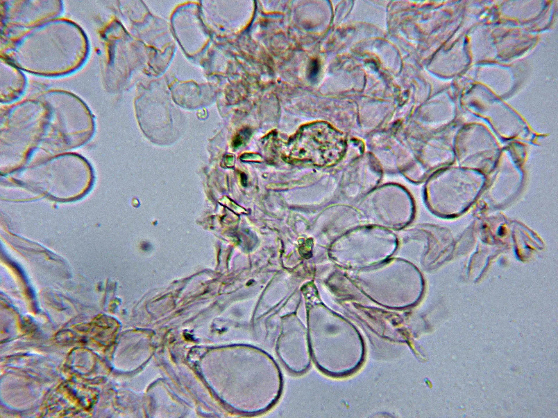 Microscopía de Conocybe mairei - 10 - Suprapellis-006